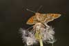 Veldparelmoervlinder 7 - Melitaea cinxia